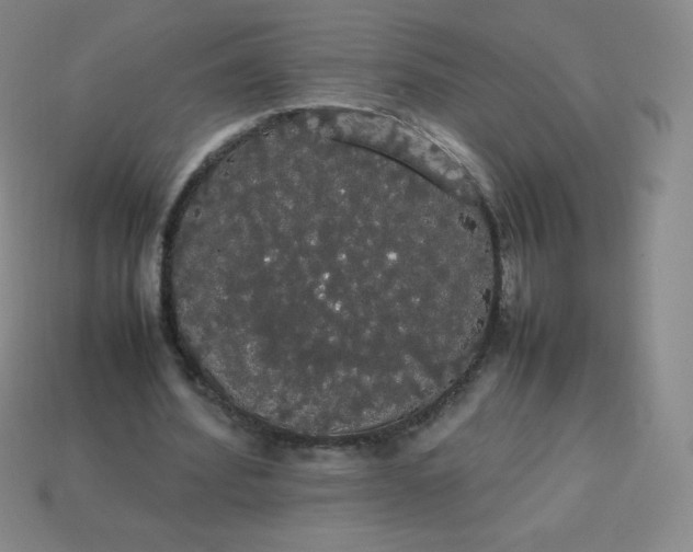 X0000113850580200910081647