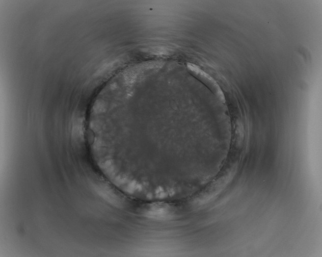 X0000113850612200910081647