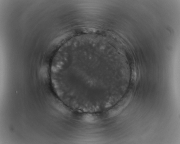 X0000113850616200910081647