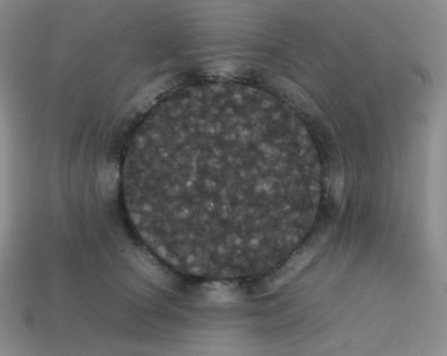 X0000113850660200910081647