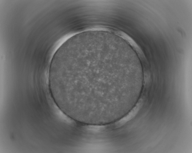 X0000113850860200910081644