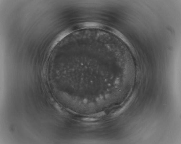 X0000113851145200910081640