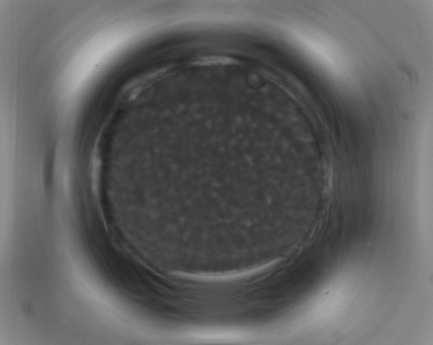 X0000113851151200910081640