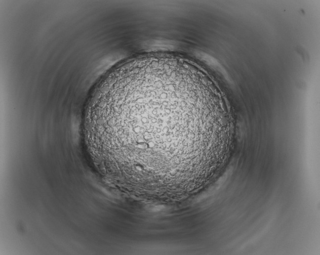 X0000113851217200910081639