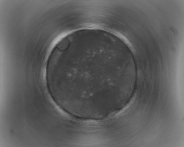 X0000113851424200910081636