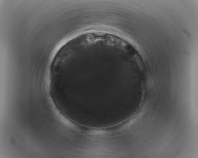 X0000113851522200910081635