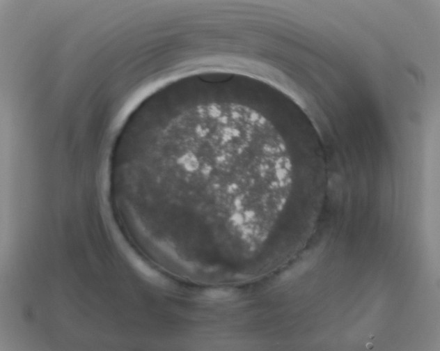 X0000113851523200910081635