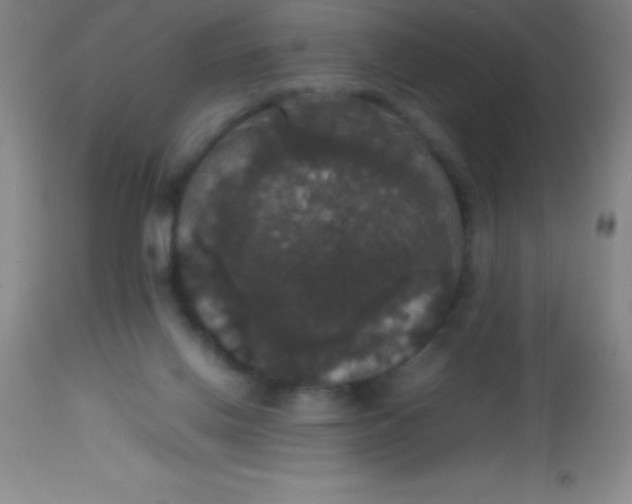 X0000113850070200910151222