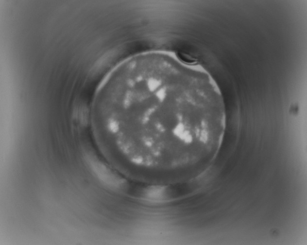 X0000113850090200910151222