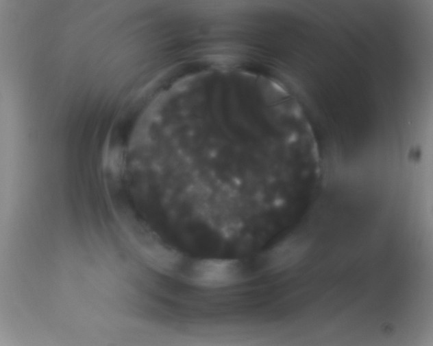 X0000113850093200910151222