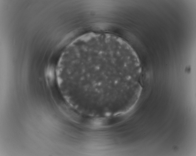 X0000113850094200910151222