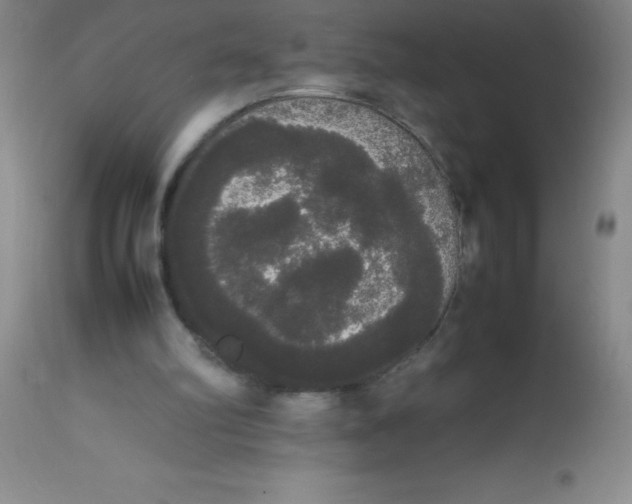 X0000113850102200910151222