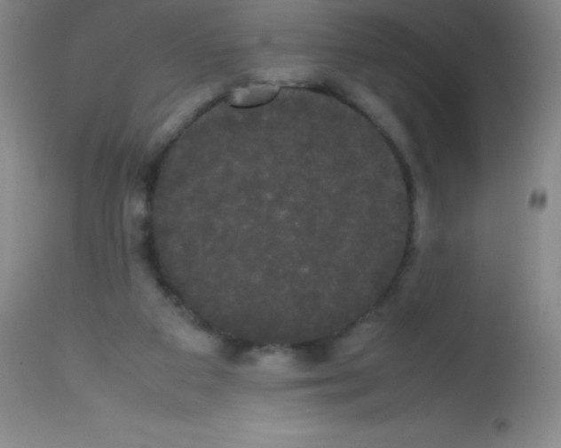 X0000113850113200910151221