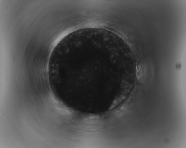 X0000113850196200910151220