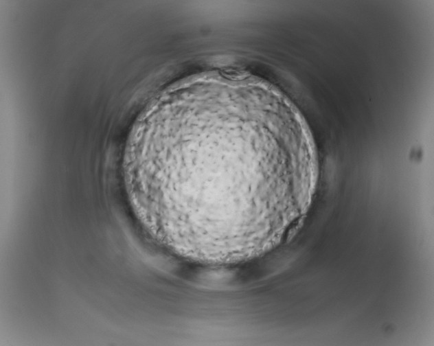 X0000113850217200910151220