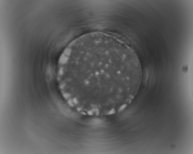 X0000113850236200910151219