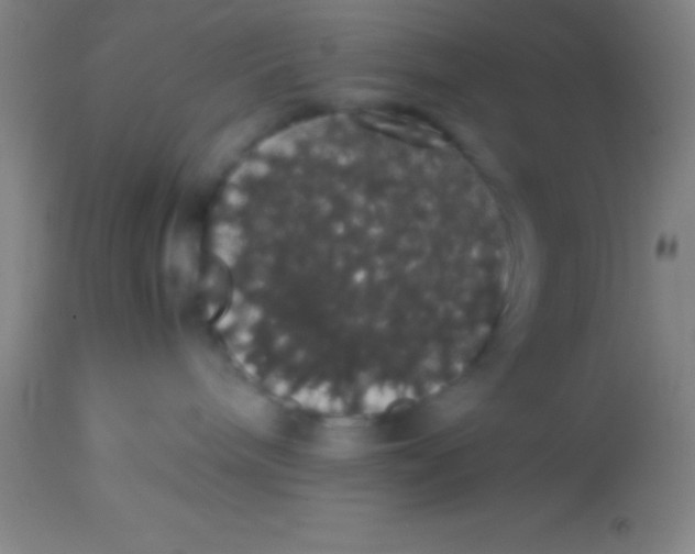 X0000113850240200910151219