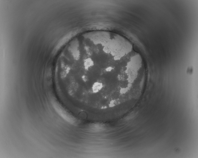 X0000113850250200910151219