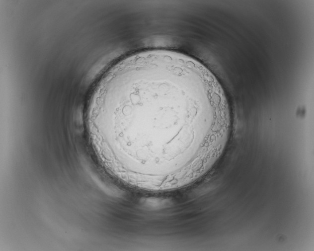 X0000113850251200910151219