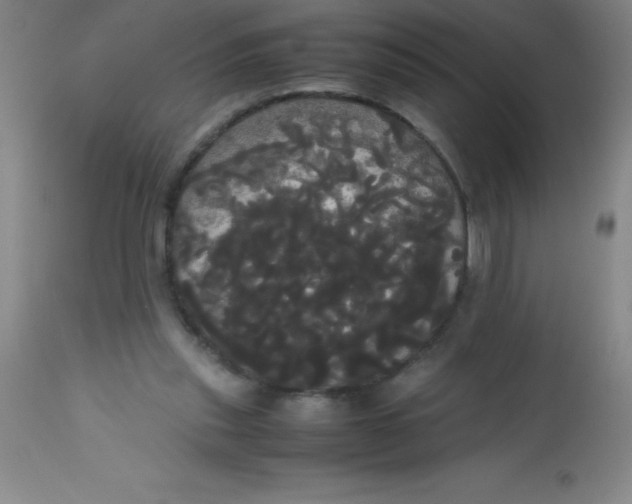 X0000113850253200910151219