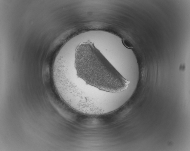 X0000113850254200910151219