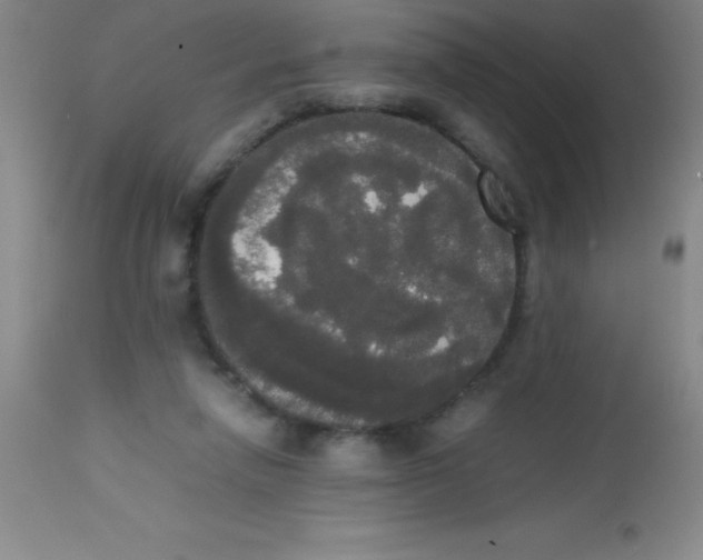 X0000113850258200910151219