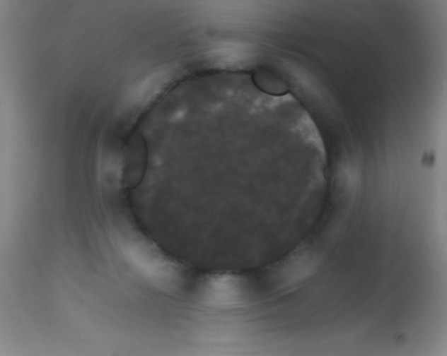 X0000113850268200910151219