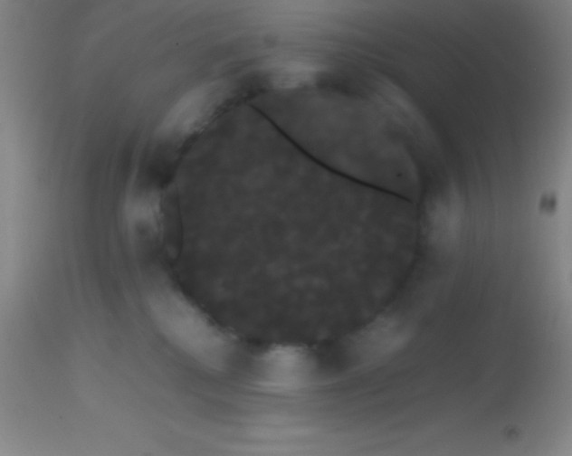 X0000113850280200910151219