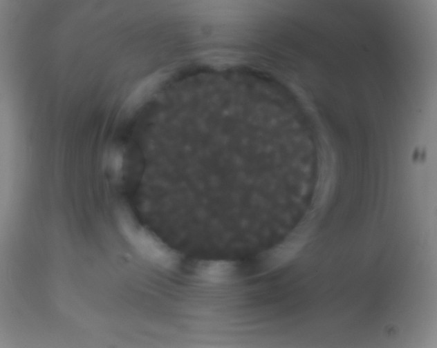 X0000113850288200910151219