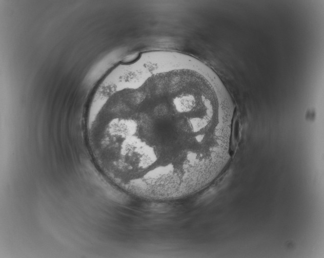 X0000113850341200910151217