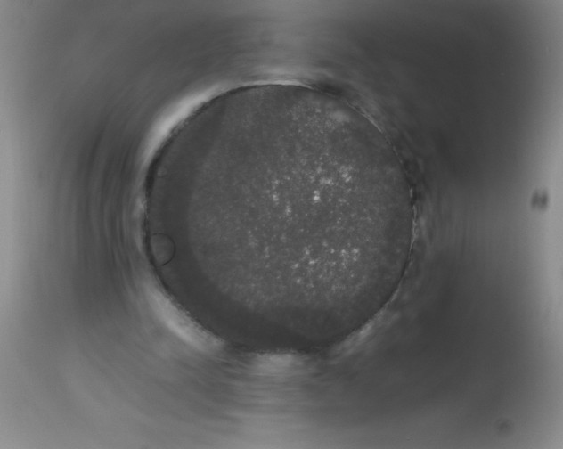 X0000113850342200910151217