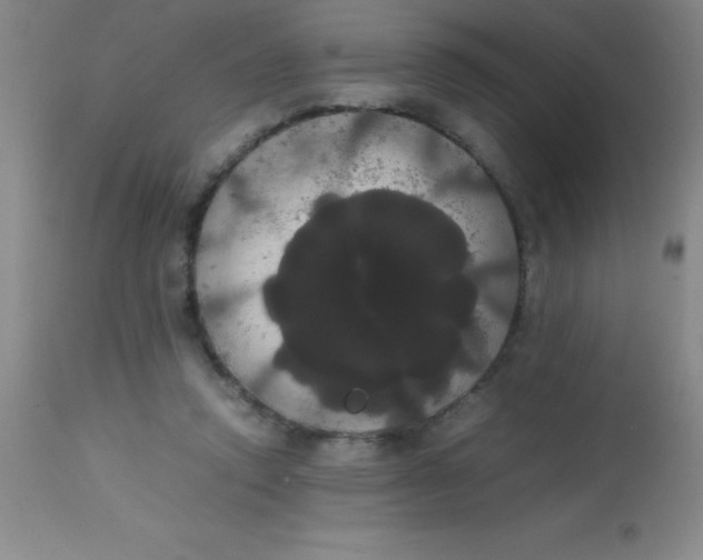 X0000113850354200910151217