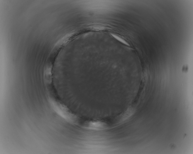 X0000113850360200910151218