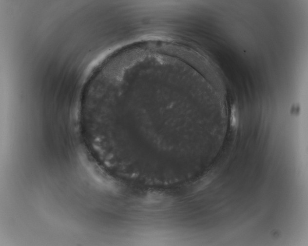 X0000113850388200910151217