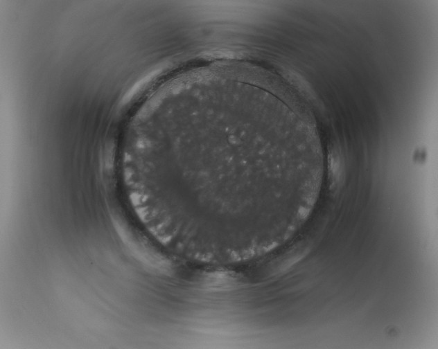 X0000113850396200910151217