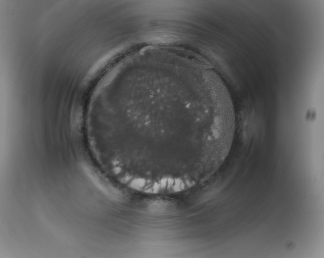 X0000113850400200910151217