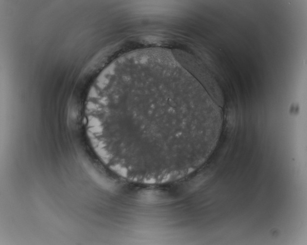 X0000113850408200910151217