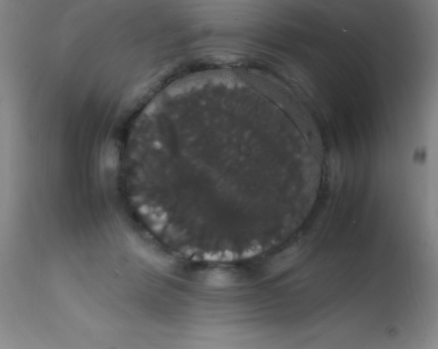 X0000113850412200910151217