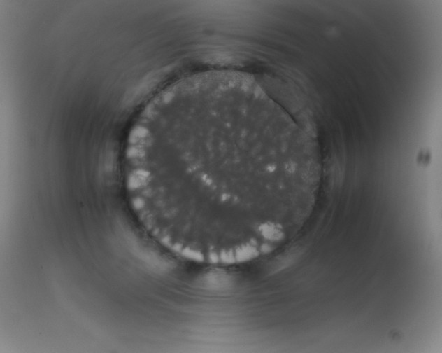 X0000113850416200910151217