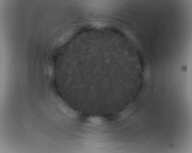 X0000113850417200910151217