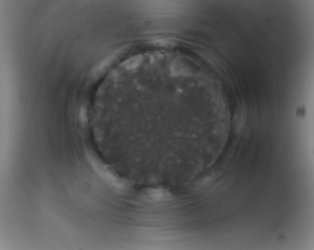 X0000113850424200910151217