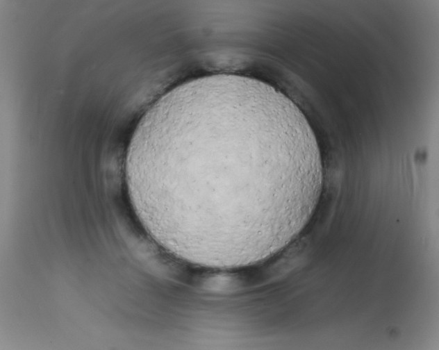 X0000113850460200910151216