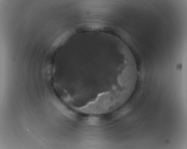 X0000113850462200910151216