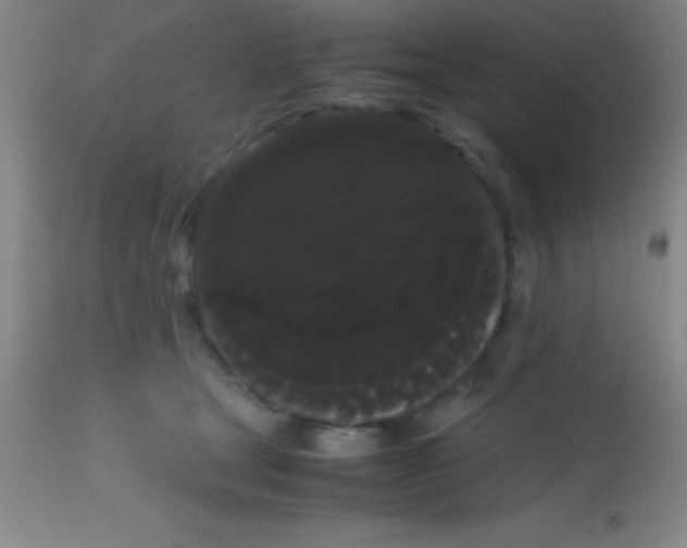 X0000113850465200910151216