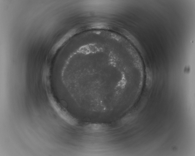 X0000113850482200910151216