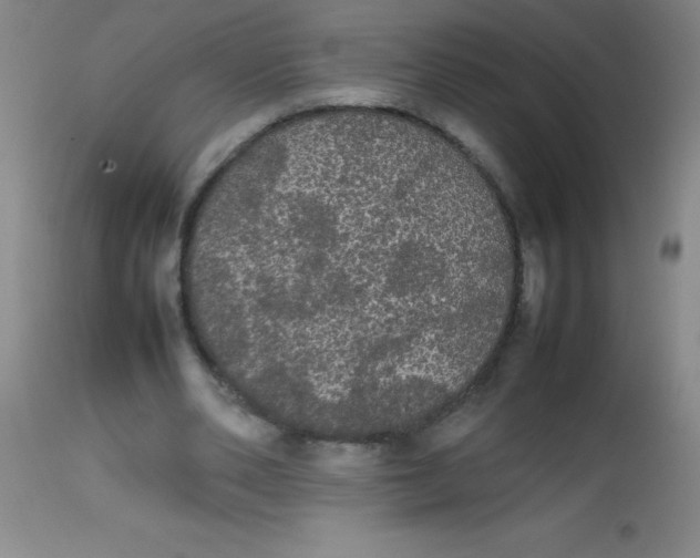 X0000113850486200910151215