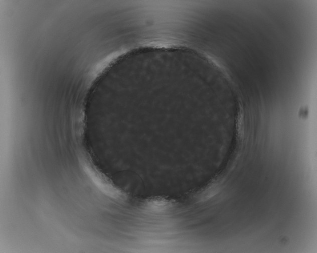 X0000113850540200910151214