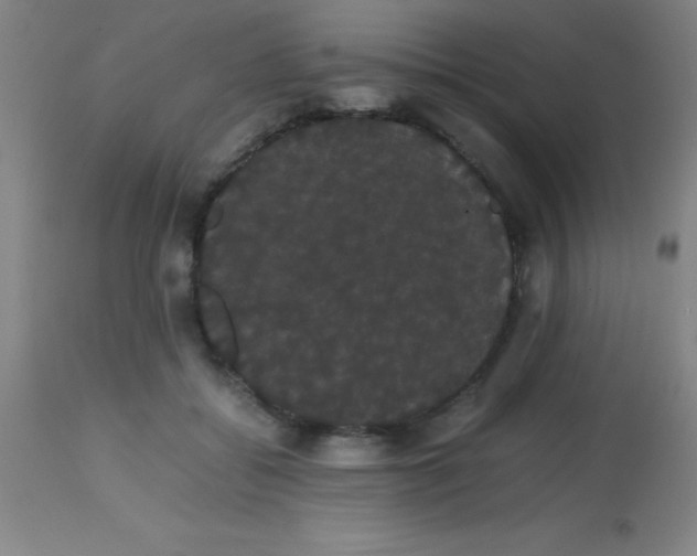 X0000113850556200910151215