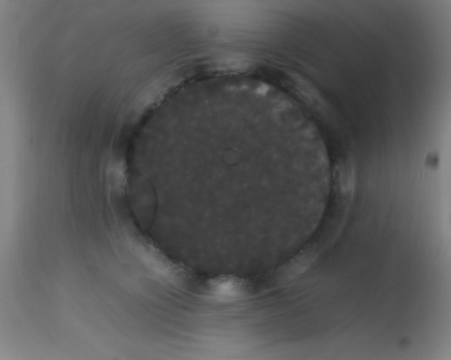 X0000113850564200910151215