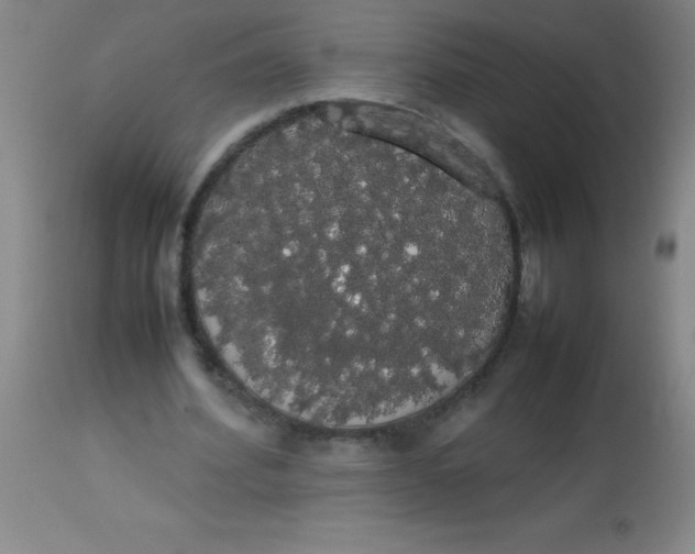 X0000113850580200910151214